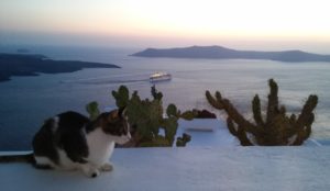 Gatti (2)