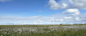 Selijalandsfoss